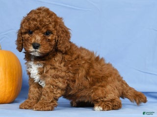 Cavapoo dogs - Ad 38