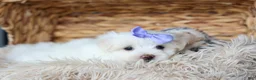 Maltese dogs for sale: PENNY - Ad 8