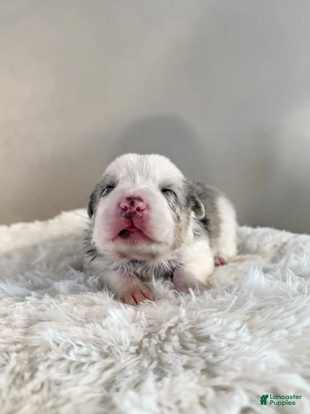 Border Collie dogs for sale: Remy   - Ad 9