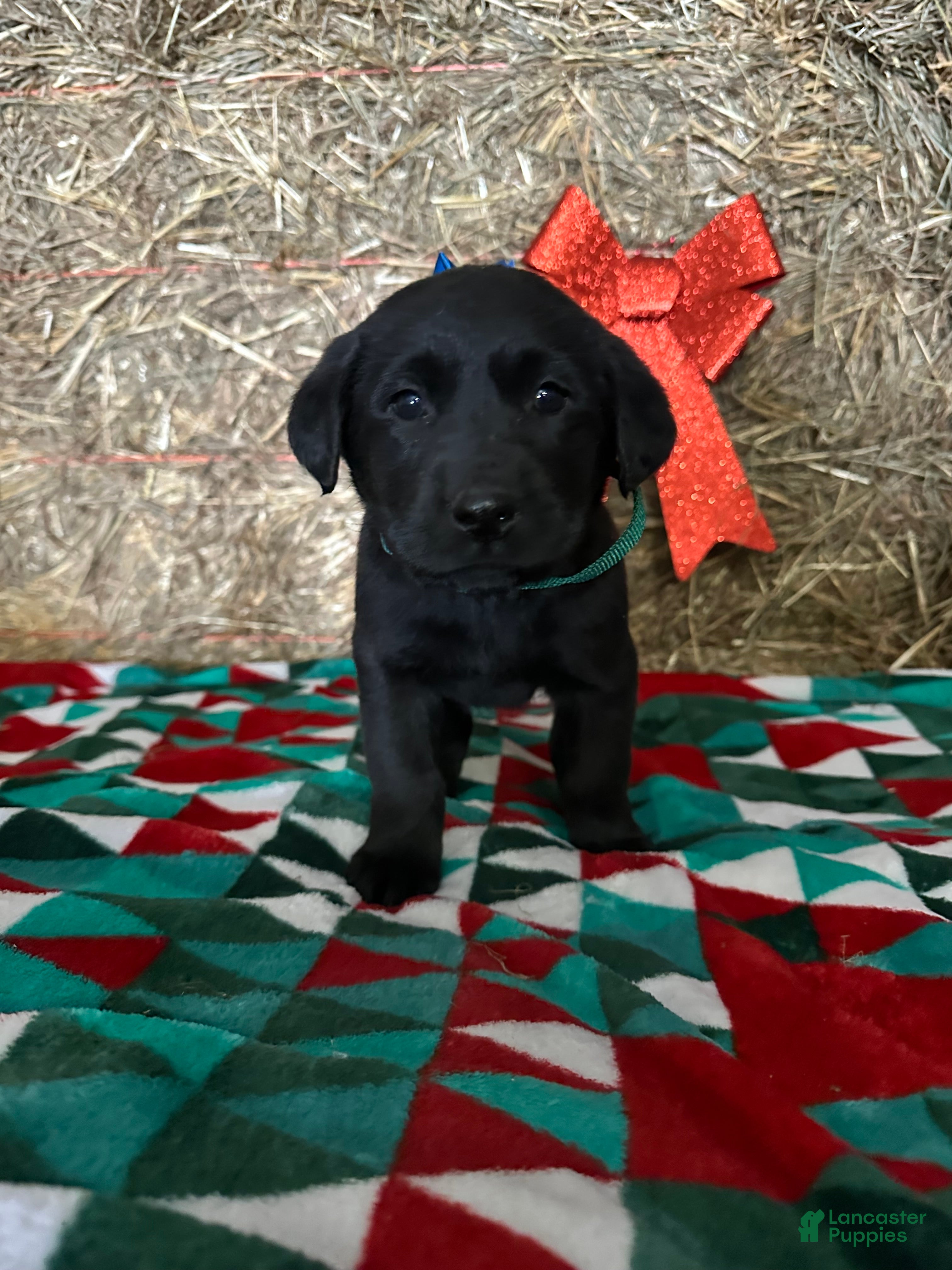 Labrador Retriever dogs Trixie - Ad 3