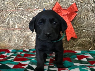 Labrador Retriever dogs Trixie - Ad 3