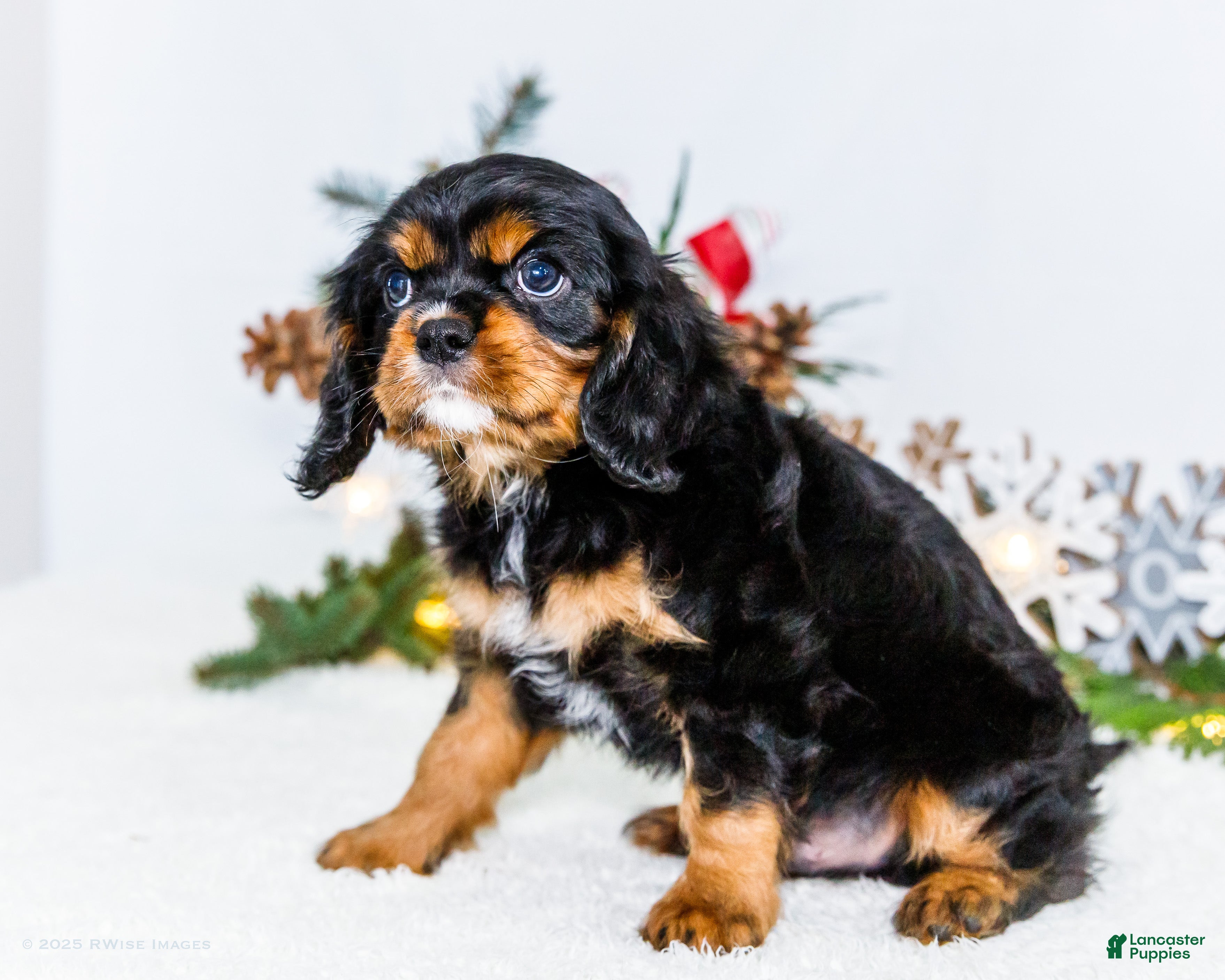 Cavalier King Charles Spaniel dogs Garland - Ad 2