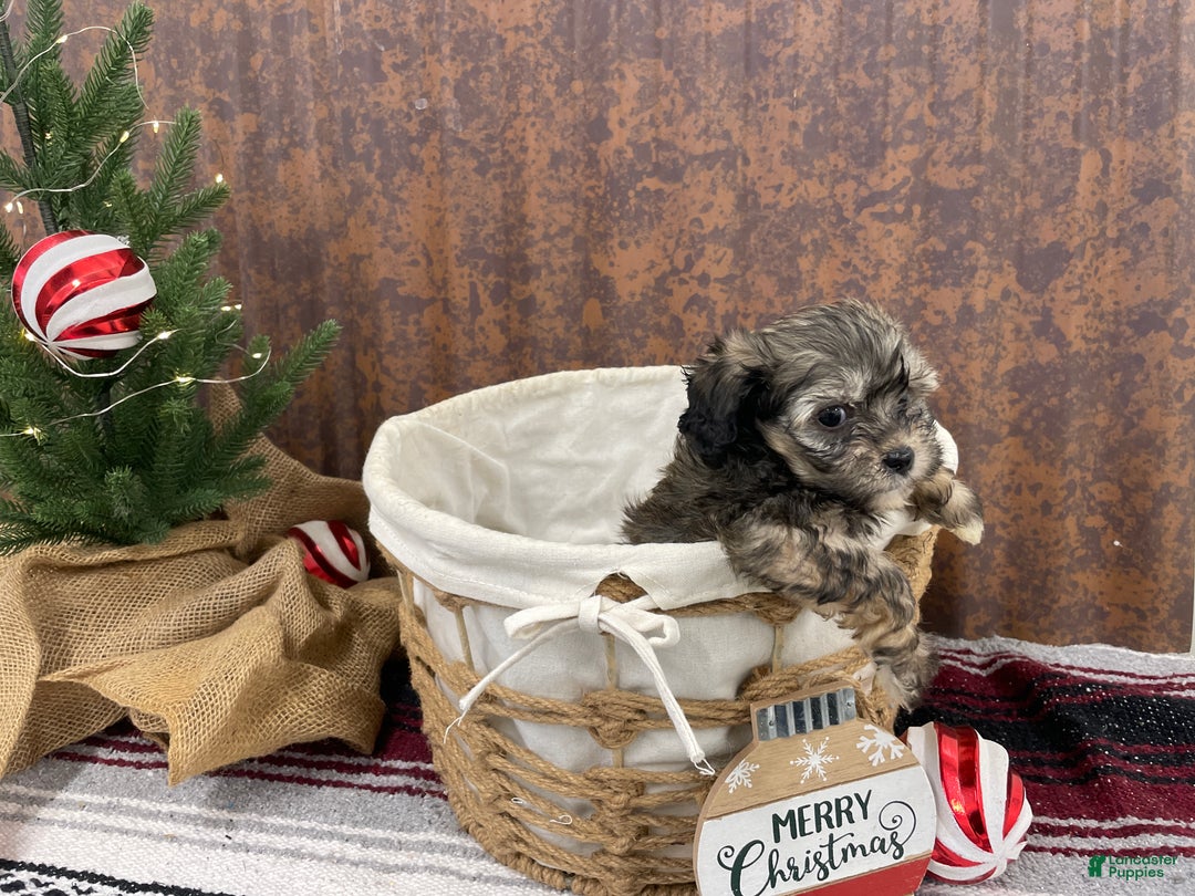 Shihpoo dogs for sale: Colter - Ad 1