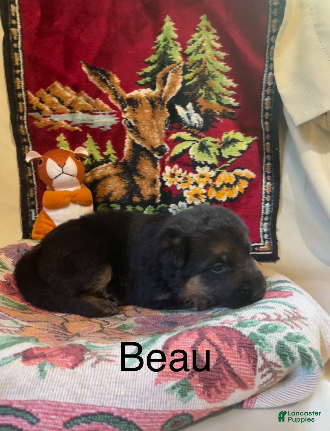 German Shepherd dogs Beau - Ad 2