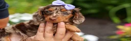 Miniature Dachshund dogs for sale: Isabelle🩷  - Ad 3