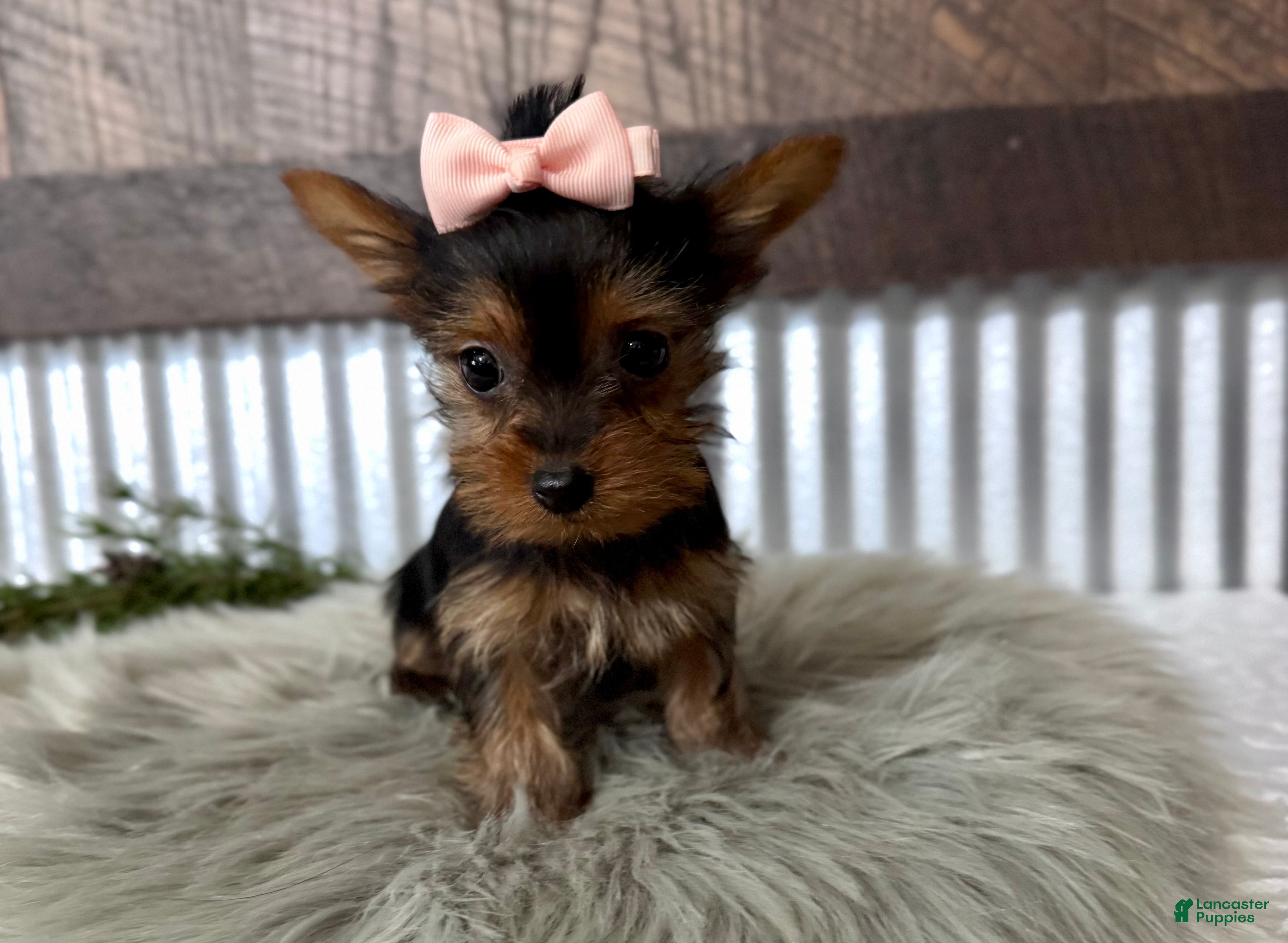 Yorkshire Terrier dogs Izzy - Ad 2