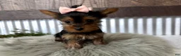 Yorkshire Terrier dogs for sale: Izzy - Ad 2