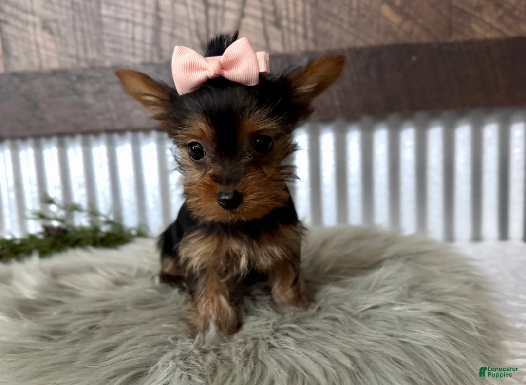 Yorkshire Terrier dogs for sale: Izzy - Ad 2