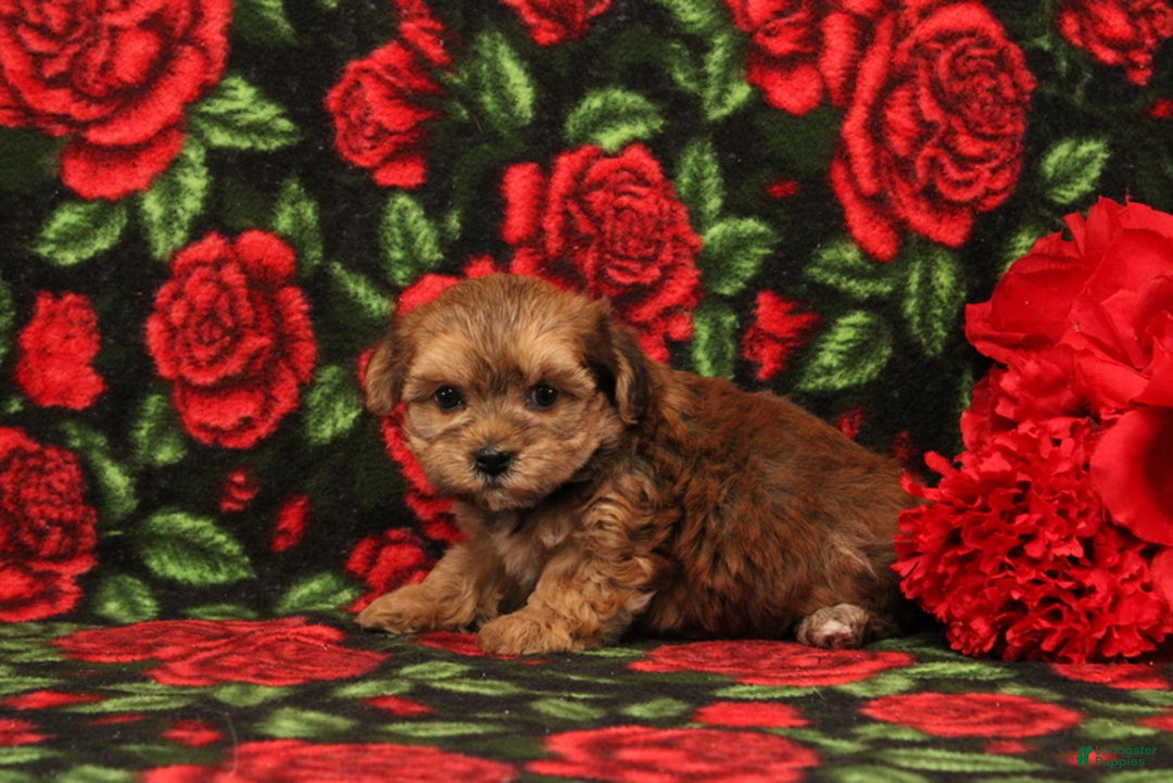 Maltipoo dogs for sale: Hellana - Ad 3