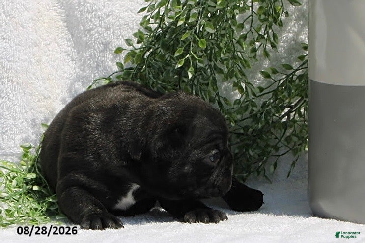 French Bulldog dogs Dallas - Ad 2
