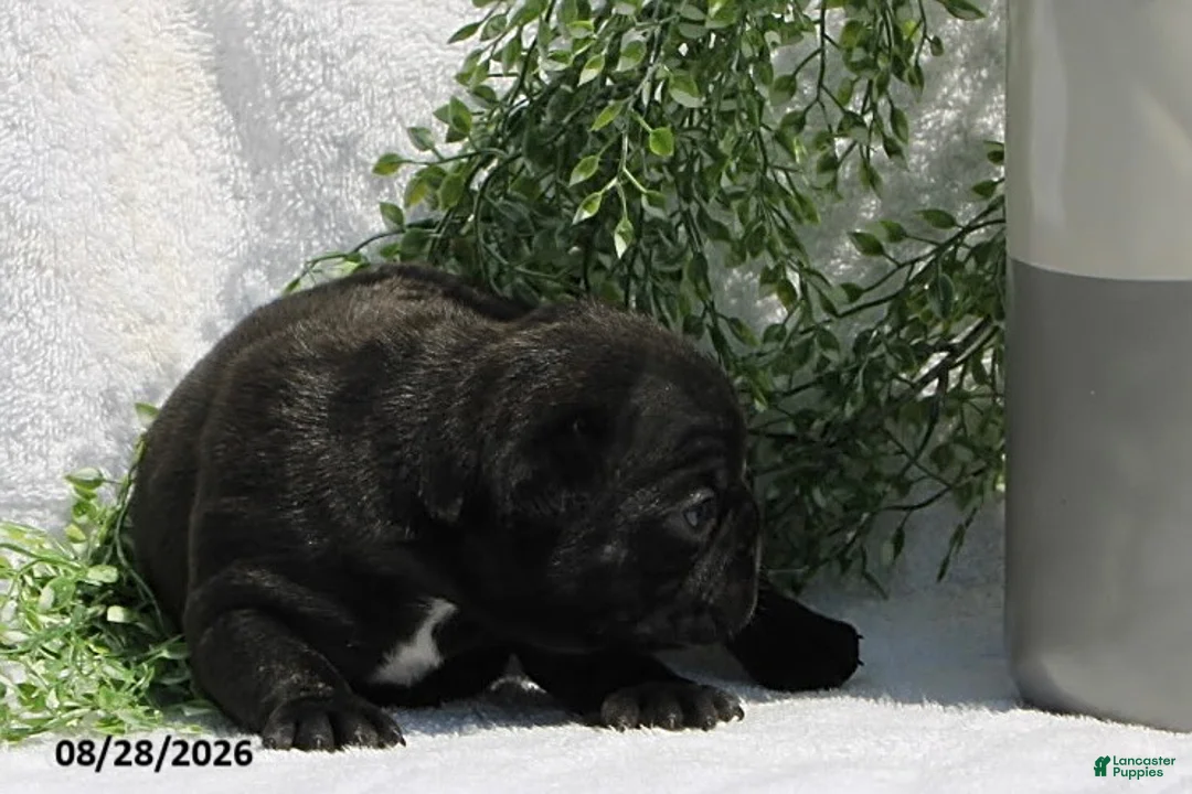 French Bulldog dogs for sale: Dallas - Ad 2