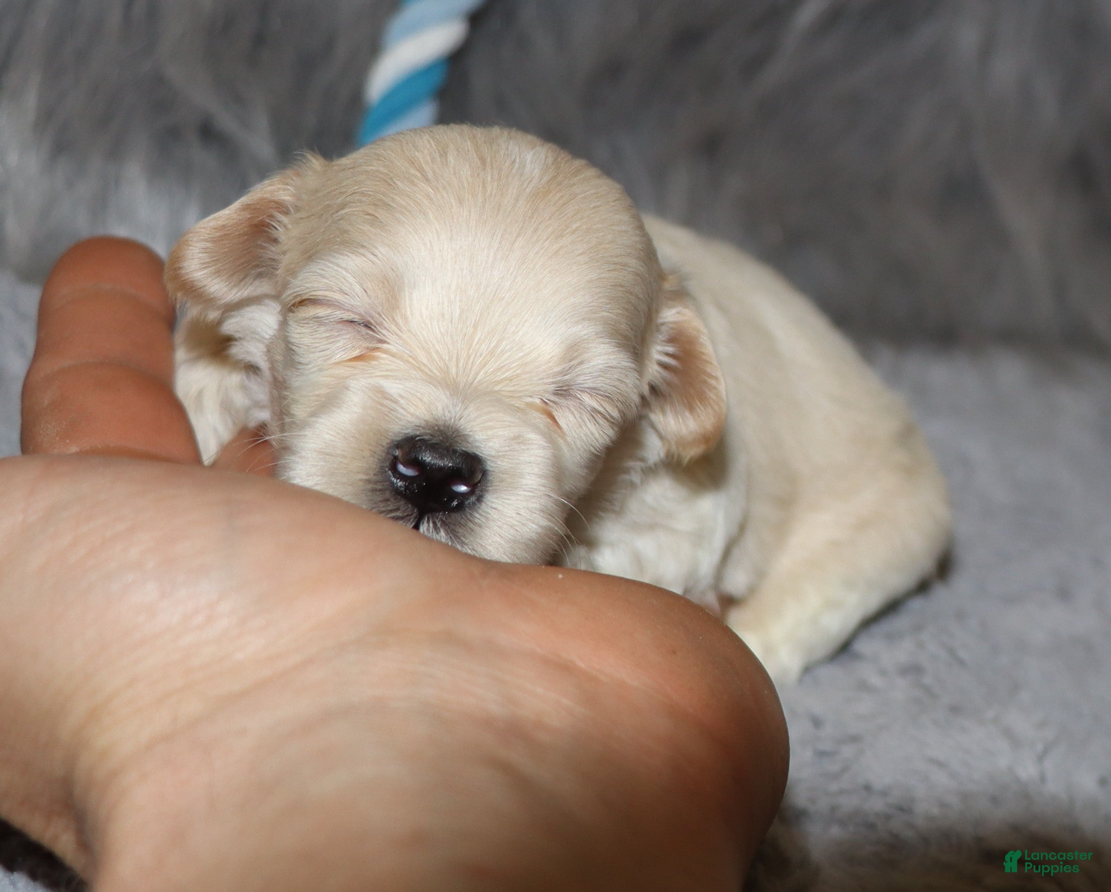 Havapoo dogs Pinto 💙 Toy/Miniature - Ad 2