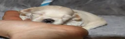 Havapoo dogs for sale: Pinto 💙 Toy/Miniature - Ad 21