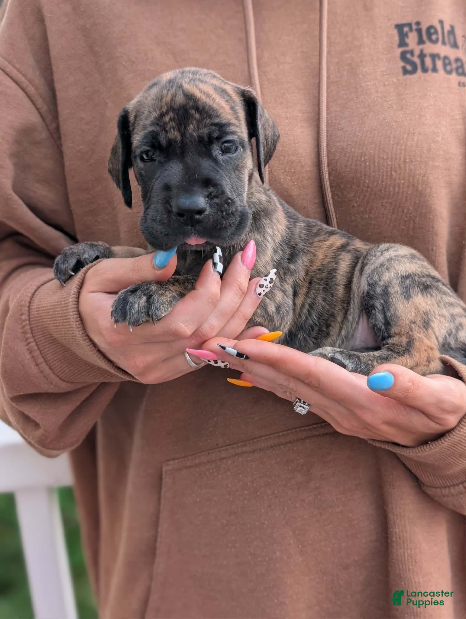 Great Dane dogs Miggy! - female  - Ad 2