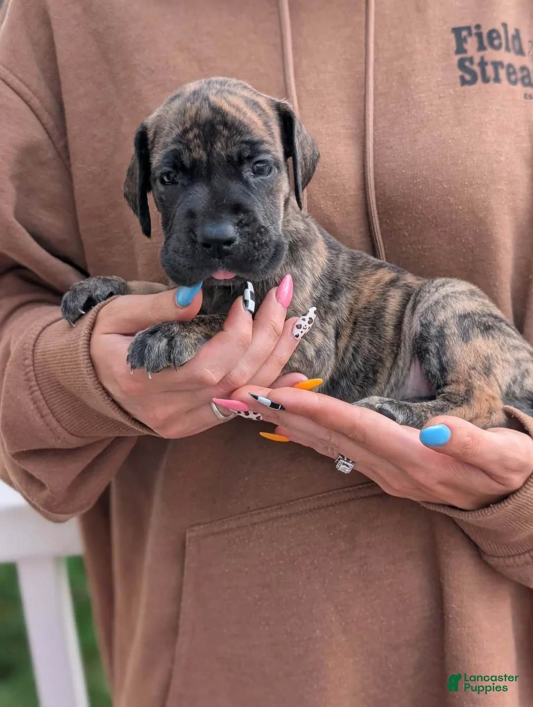 Great Dane dogs for sale: Miggy! - female  - Ad 2