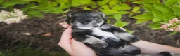 Miniature Schnauzer dogs for sale: Georgia Miniature Schnauzer - Ad 5