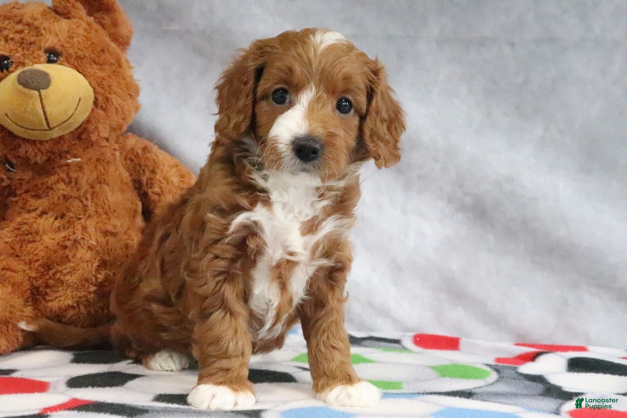 Mini Goldendoodle dogs Alisha - Ad 1