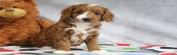 Mini Goldendoodle dogs for sale: Alisha - Ad 1