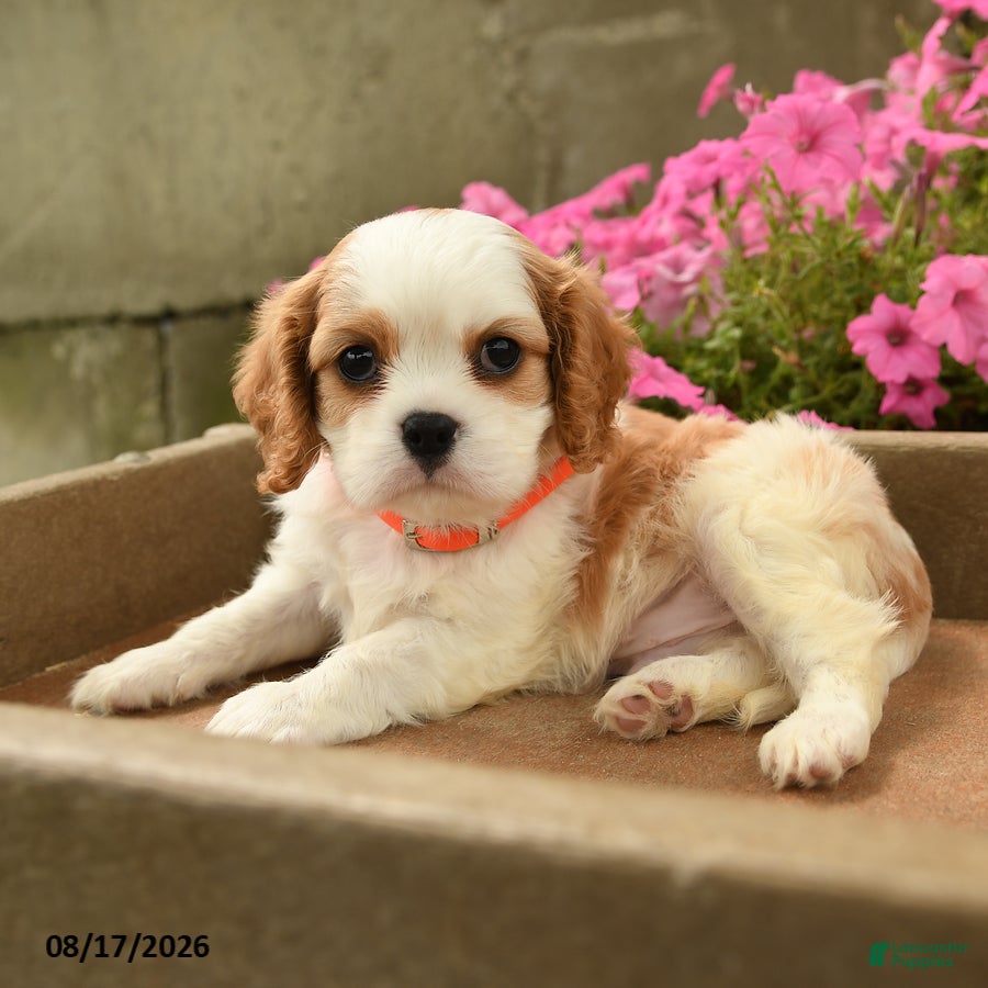 Cavalier King Charles Spaniel dogs Foster - Ad 2