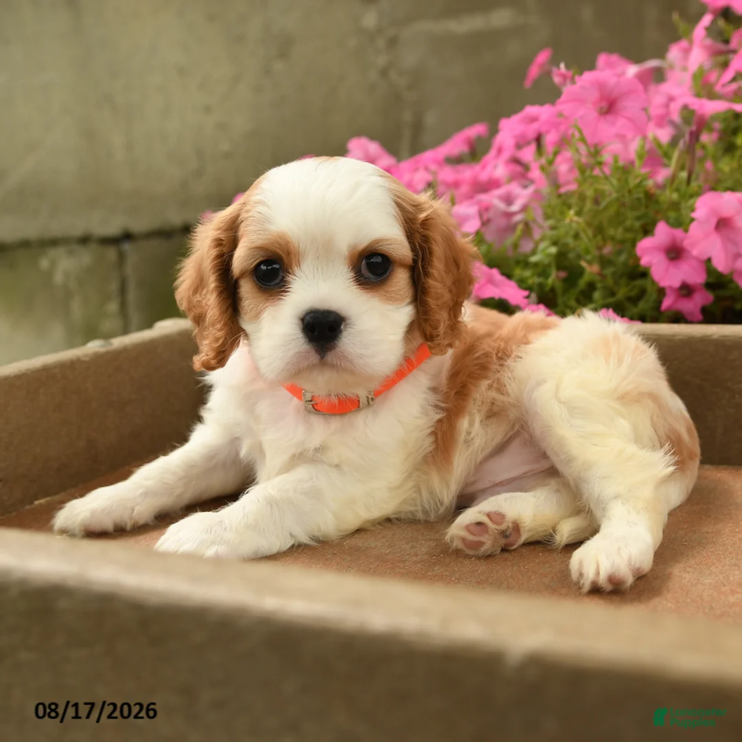 Cavalier King Charles Spaniel dogs for sale: Foster - Ad 2