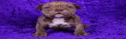 American Bully dogs for sale: Chocolate Brindle Male - Ad 4