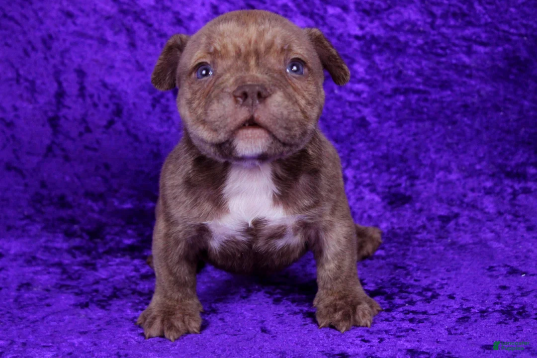 American Bully dogs for sale: Chocolate Brindle Male - Ad 4