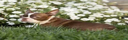 Boston Terrier dogs for sale: Cocoa Boston Terrier  - Ad 1