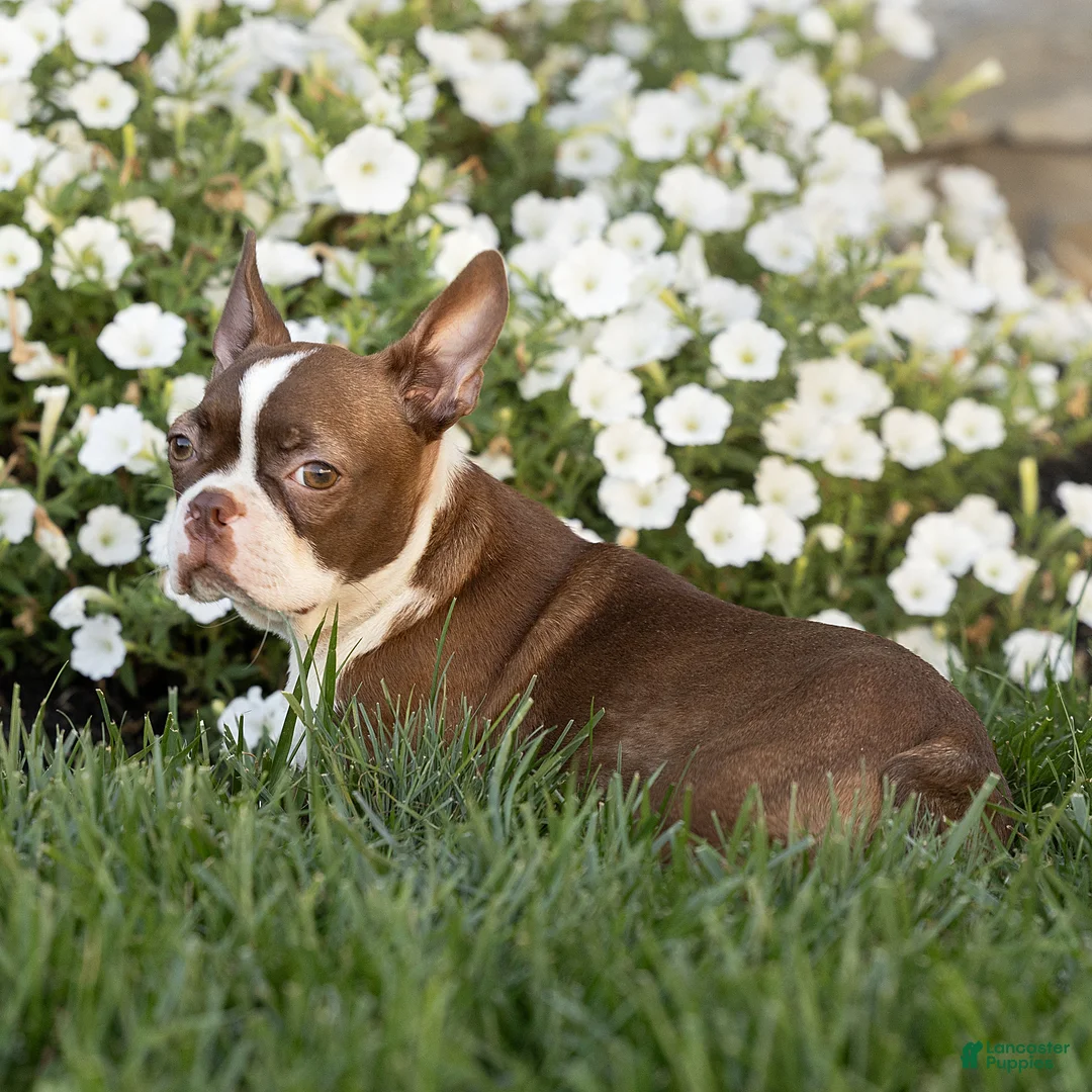 Boston Terrier dogs for sale: Cocoa Boston Terrier  - Ad 1