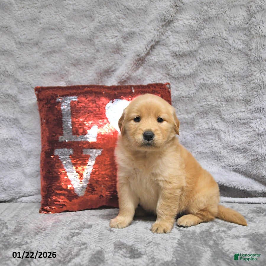 Golden Retriever dogs Lacey - Ad 20