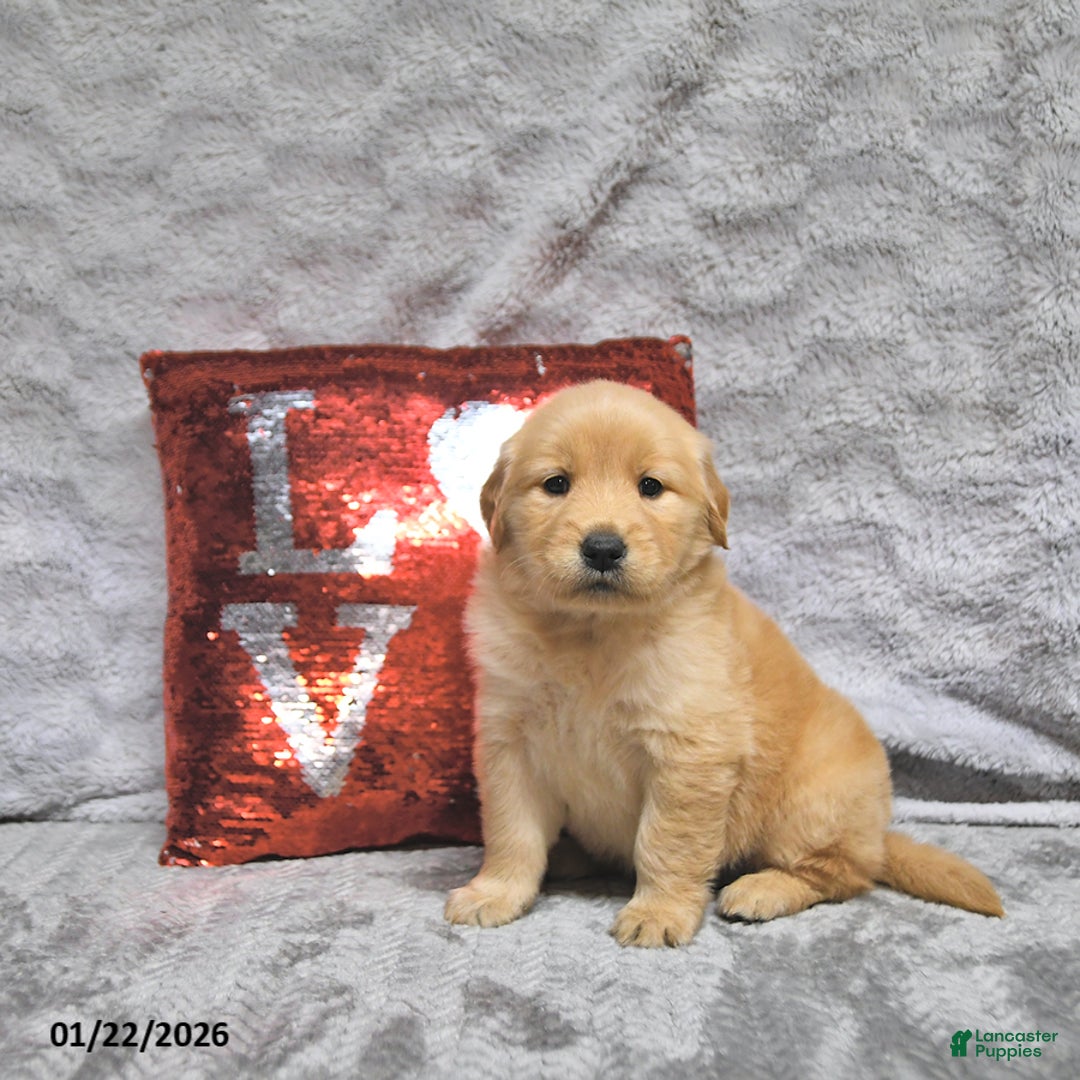 Golden Retriever dogs for sale: Lacey - Ad 1