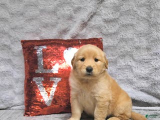 Golden Retriever dogs Lacey - Ad 20