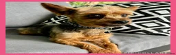 Yorkshire Terrier dogs for sale: Luca - Ad 4
