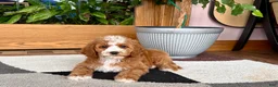 Cavapoo dogs for sale: Cavapoo female 1 - Ad 5