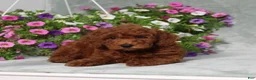 Miniature Poodle dogs for sale: Destiny - Ad 3