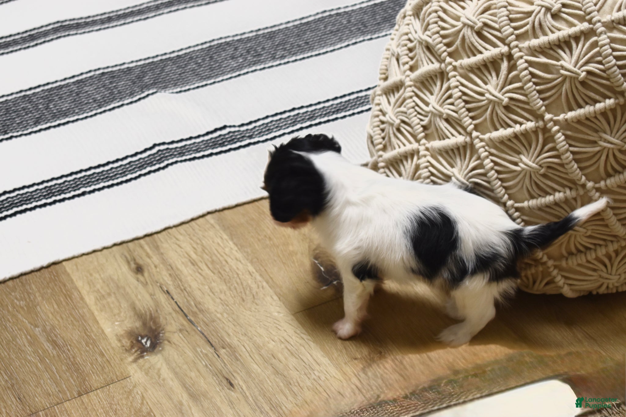 Cavalier King Charles Spaniel dogs Wilder - Ad 2
