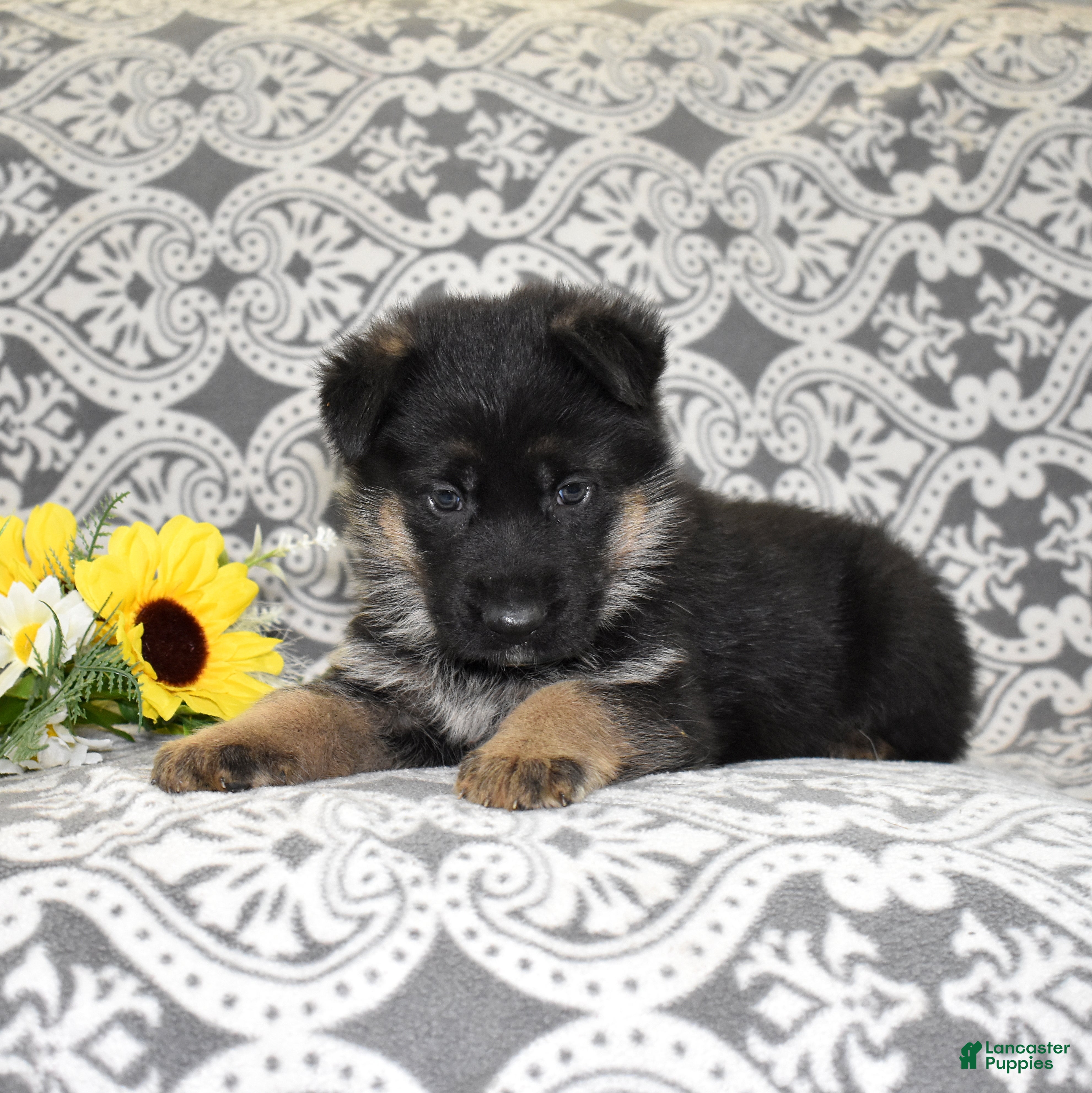 German Shepherd dogs Zeus  - Ad 2