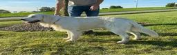 Golden Retriever dogs for sale: Marshmallow Cream - Ad 14