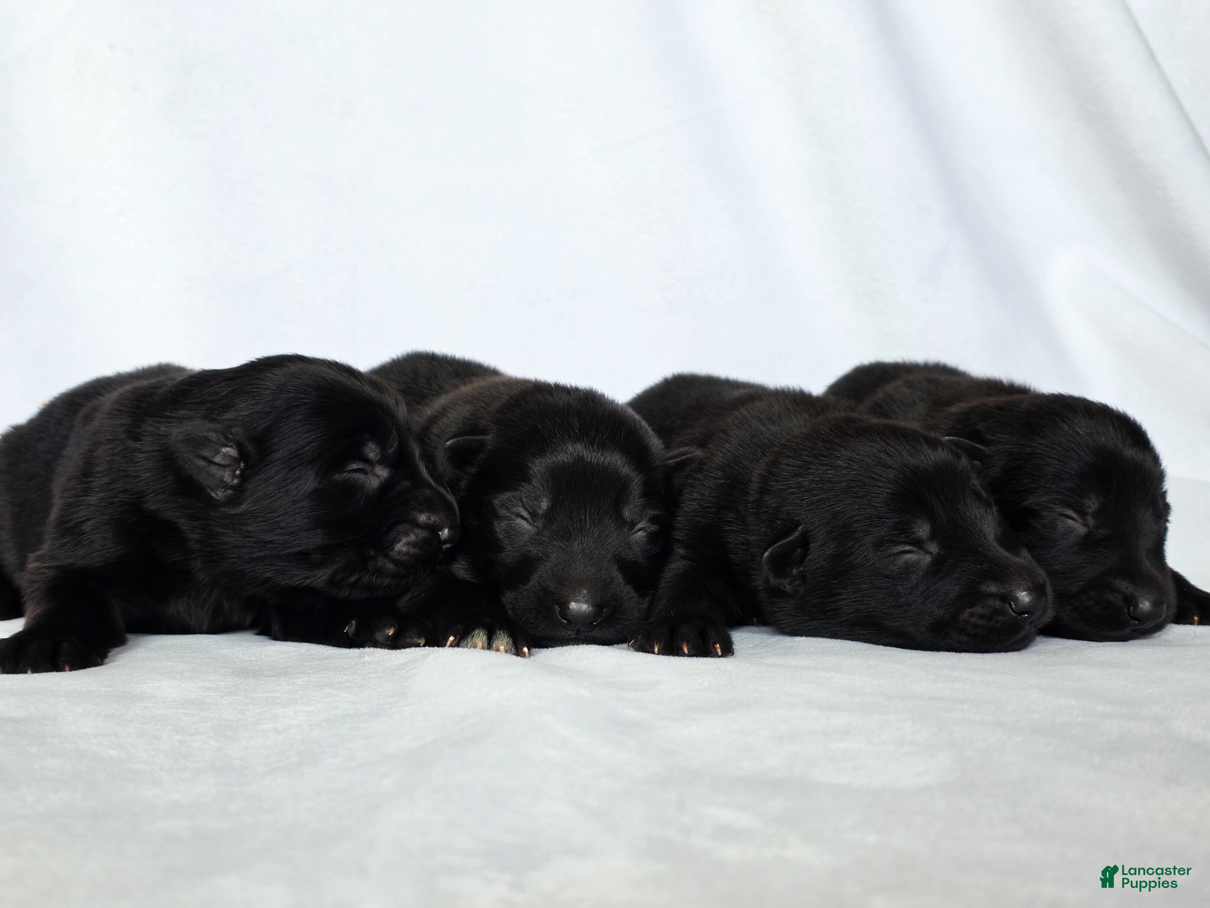 German Shepherd dogs German Shepherd Puppy 1 - Ad 33