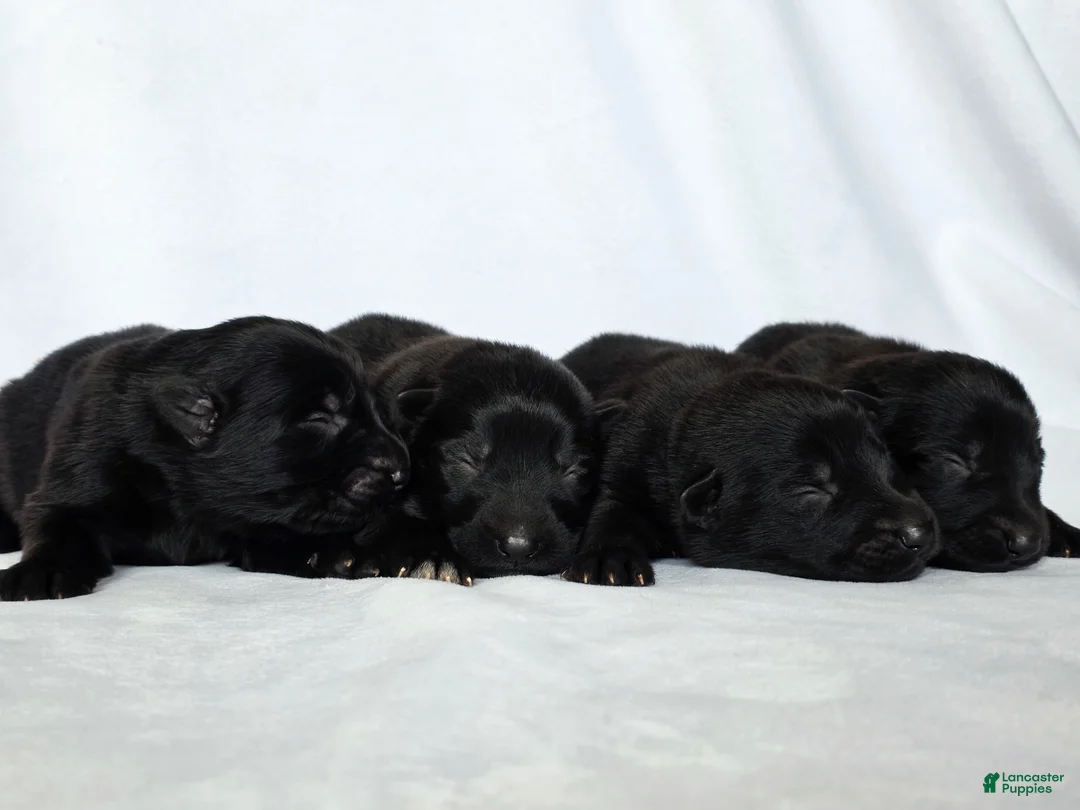 German Shepherd dogs for sale: German Shepherd Puppy 1 - Ad 1