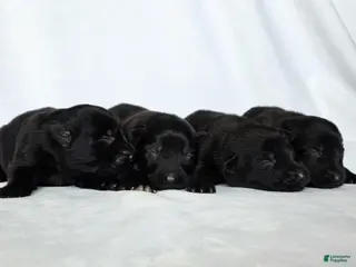 German Shepherd dogs German Shepherd Puppy 1 - Ad 33