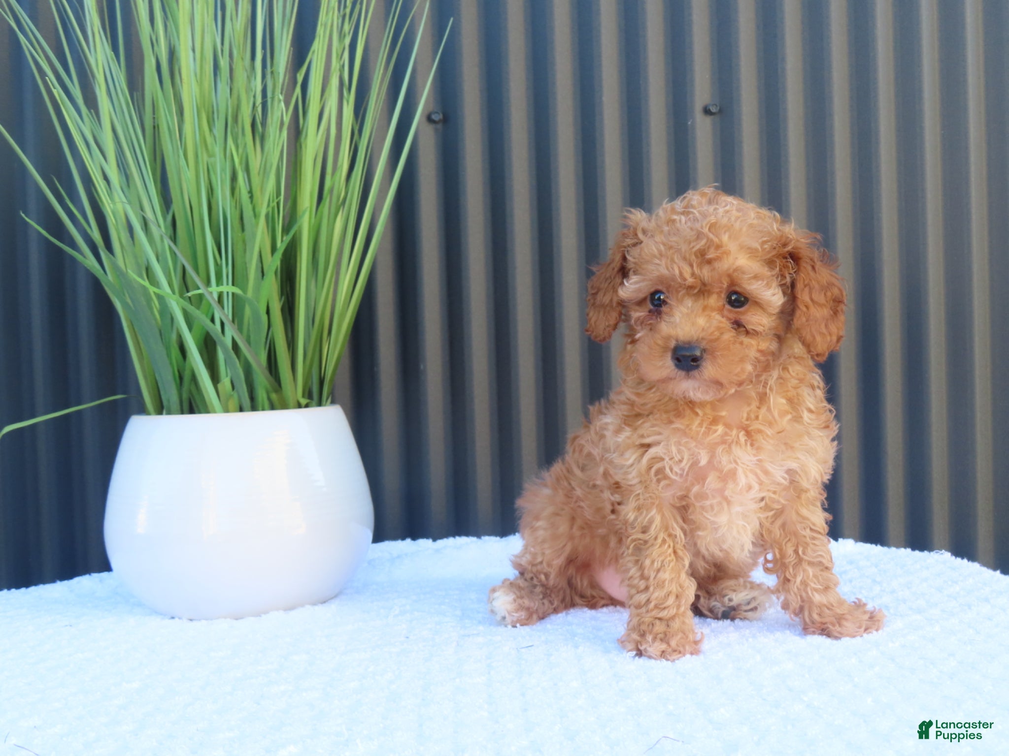 Toy Poodle dogs for sale: Bobby - Ad 7
