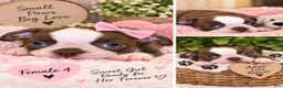 Boston Terrier dogs for sale: Bella - Ad 1