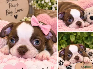 Boston Terrier dogs Bella - Ad 19