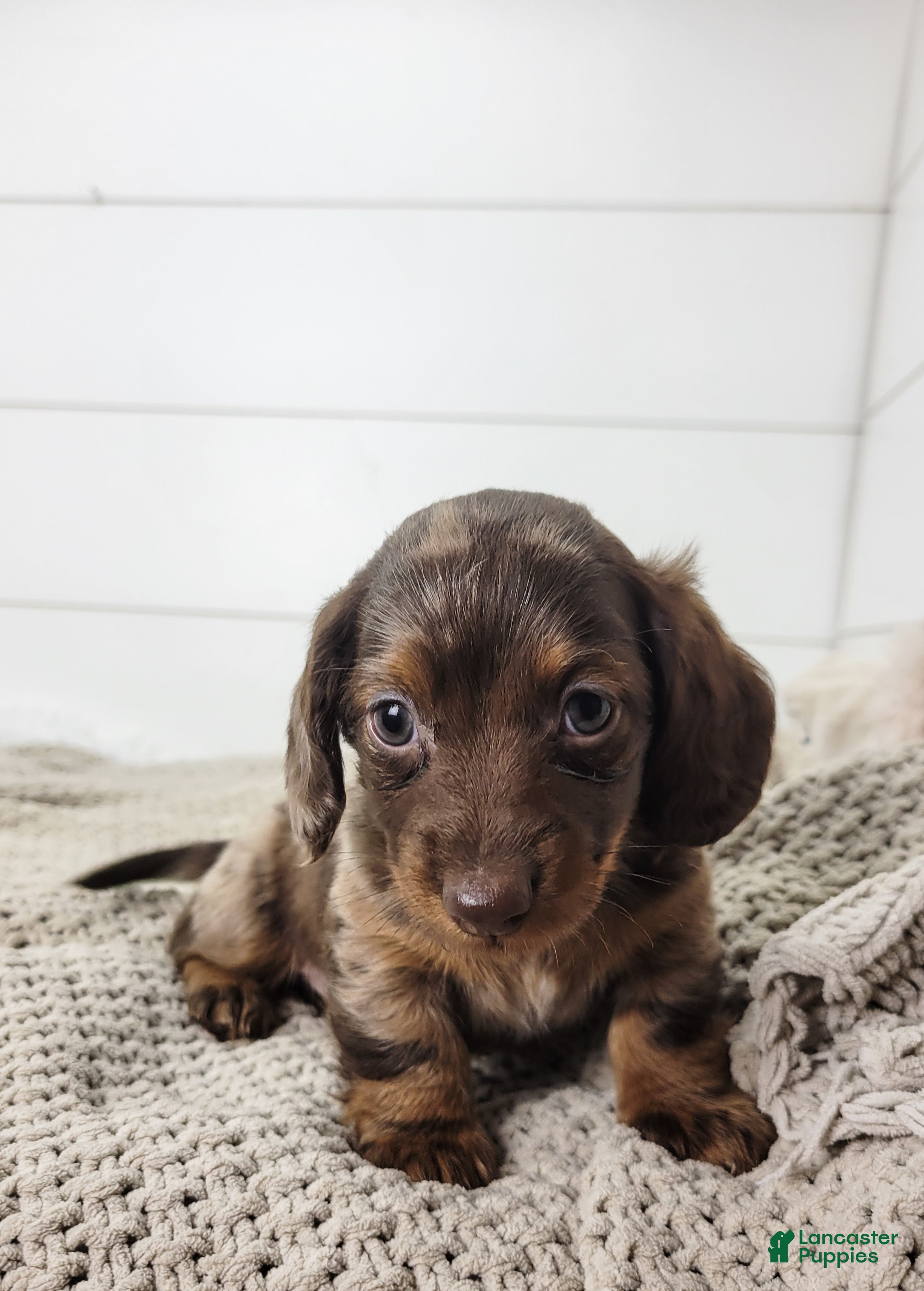 Dachshund dogs Oliver - Ad 2