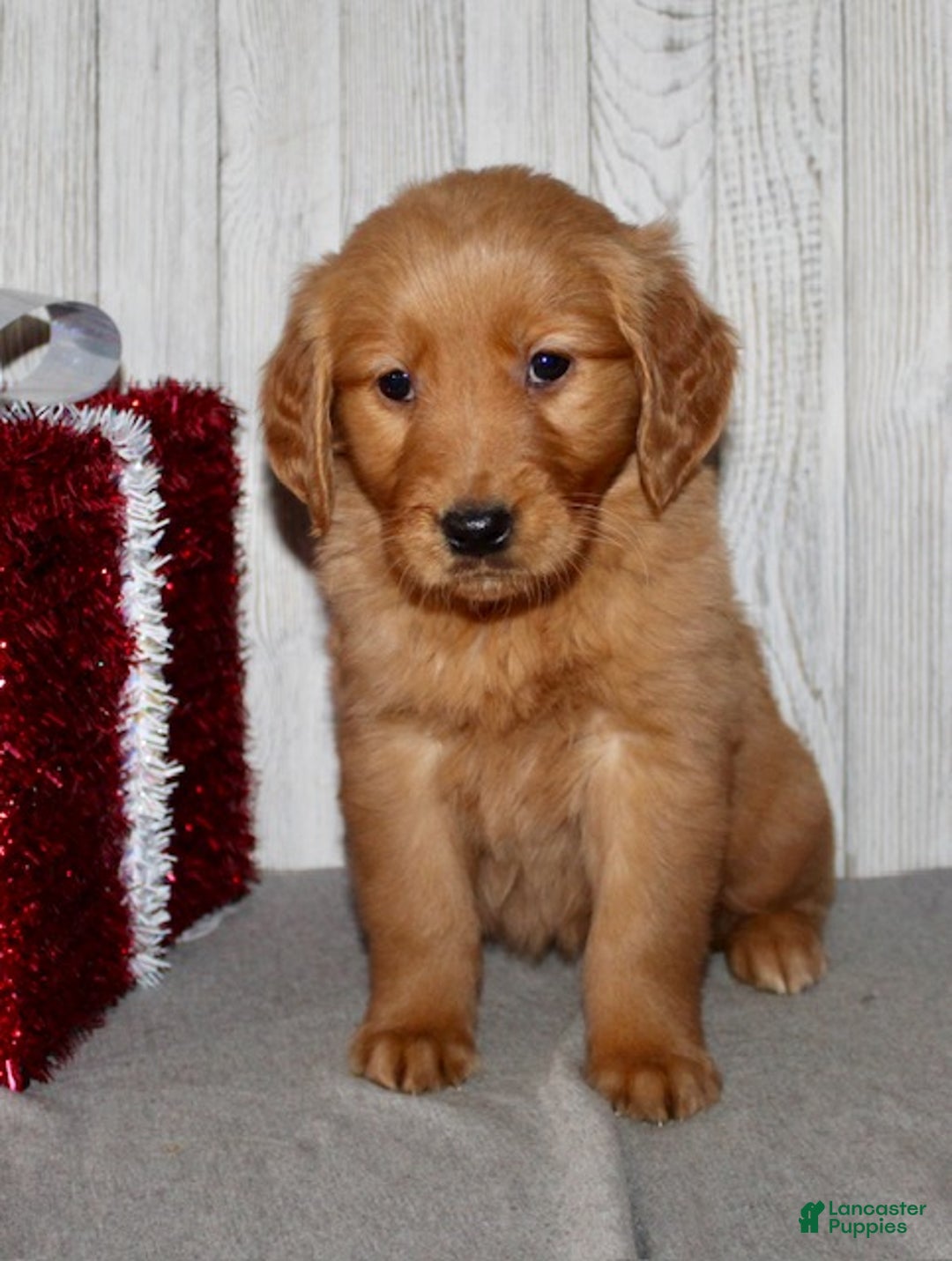 Golden Retriever dogs for sale: Patti - Ad 3