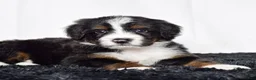 Bernedoodle dogs for sale: Mr. Oscar - Ad 6