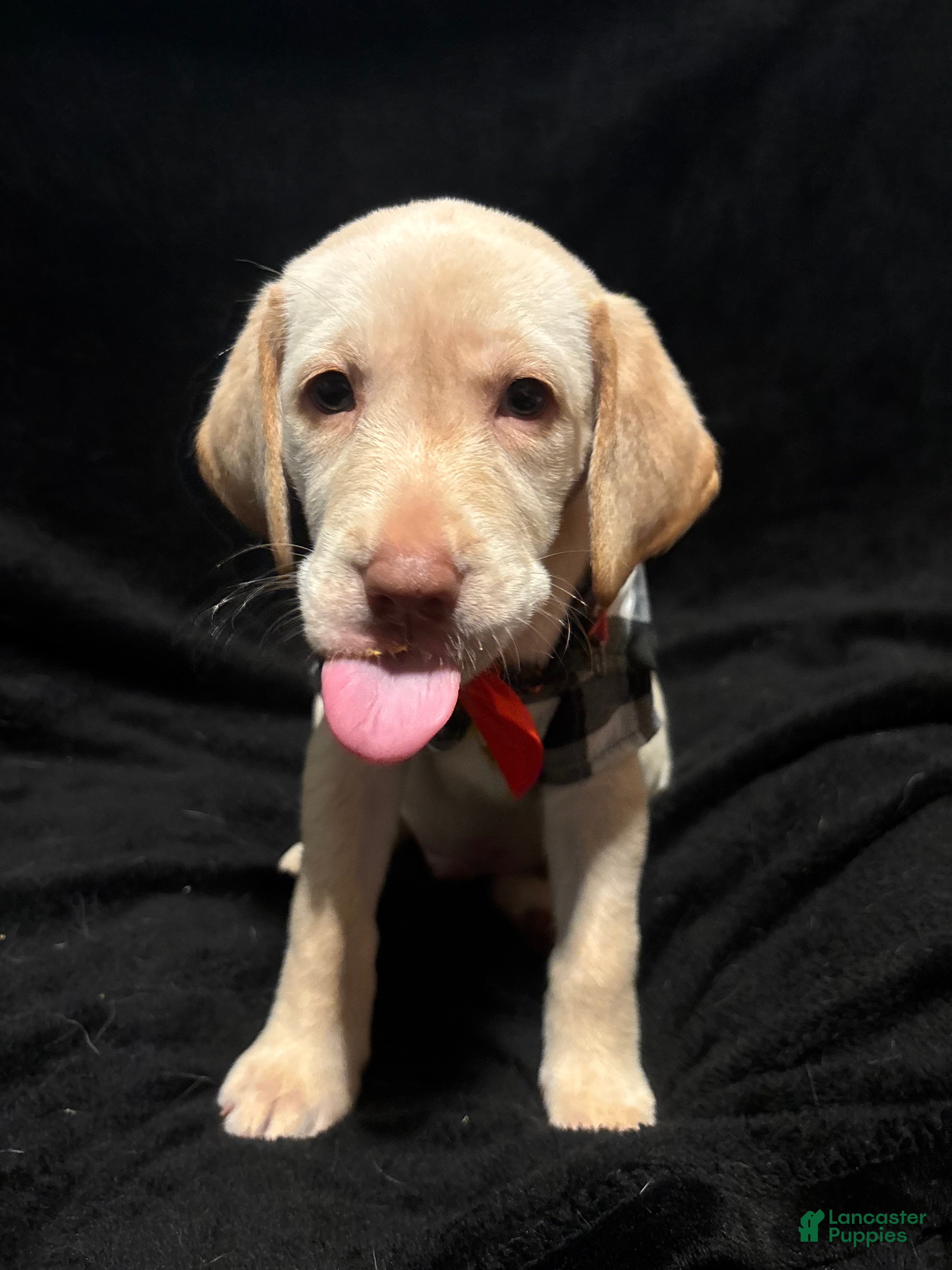 Labrador Retriever dogs Kai (orange)  - Ad 20