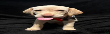 Kai (orange) 