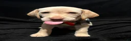 Labrador Retriever dogs for sale: Kai (orange)  - Ad 1