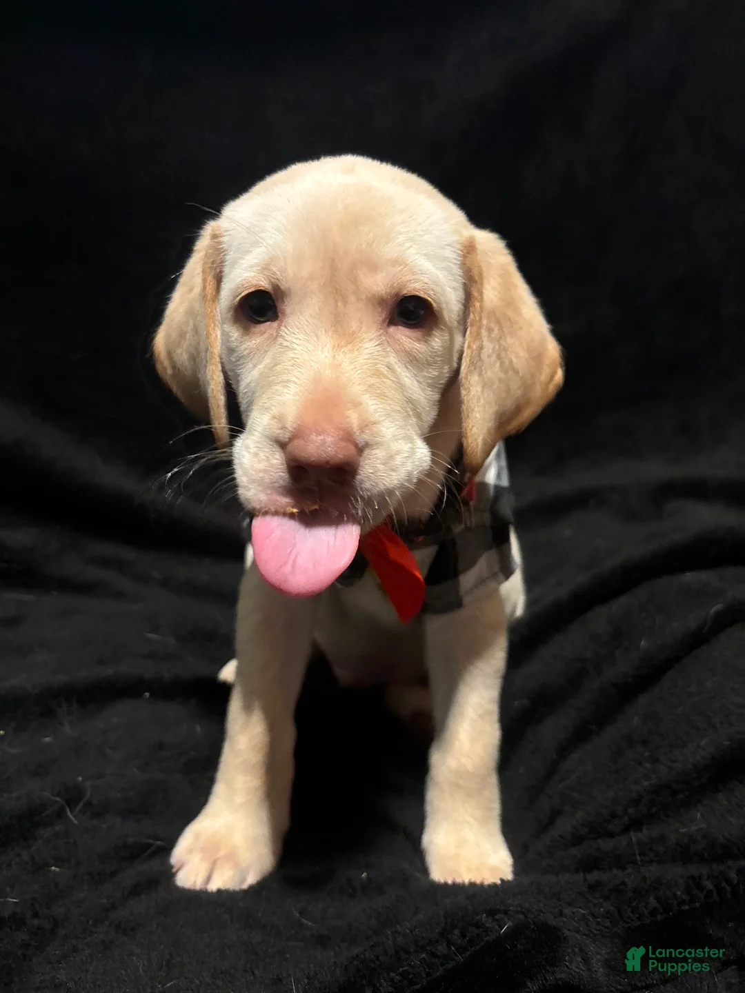 Labrador Retriever dogs for sale: Kai (orange)  - Ad 1
